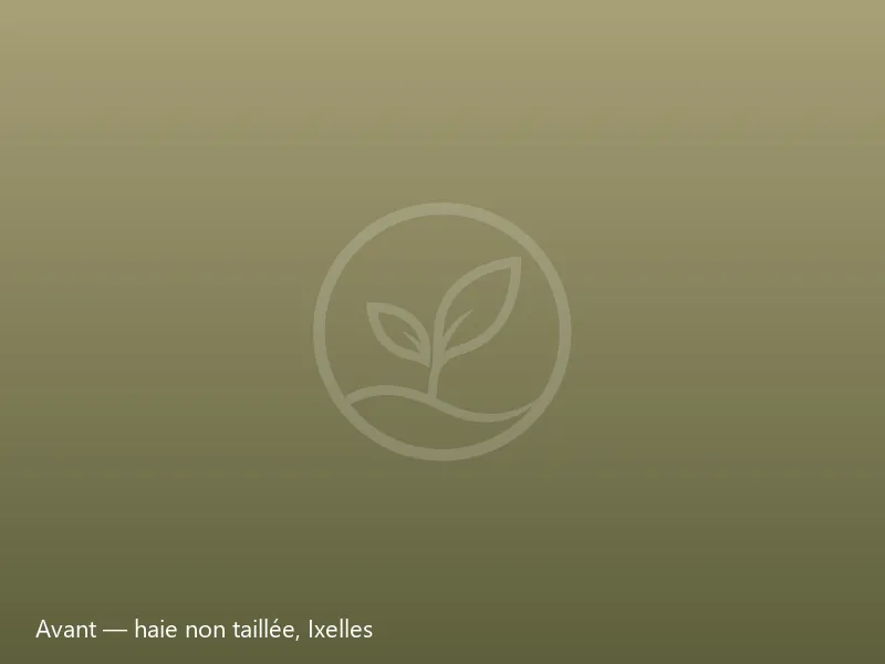Avant taille : haie de charmes débordante et irrégulière à Ixelles, Bruxelles