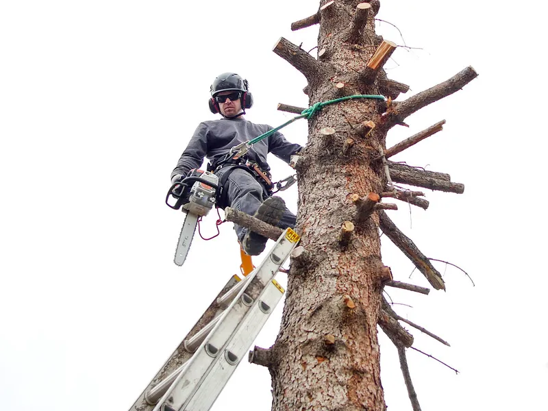 Élagueur professionnel équipé travaillant dans un arbre